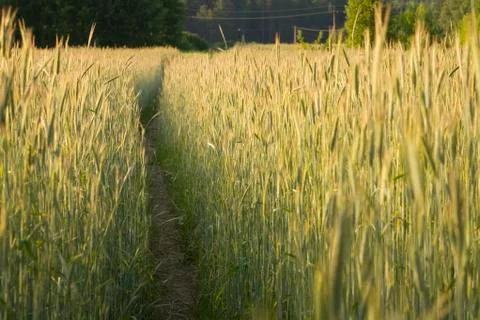 Path in cereal Stock Photos