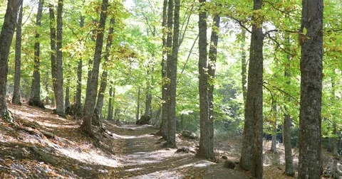 Path in chestnut trees forest in autumn Stock Footage 82367037