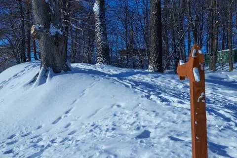 Path climbs uphill in winter forest Stock Photos