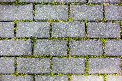 A path of concrete tile with grass pattern texture background Foto stock