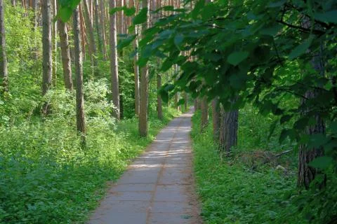 A path of concrete tiles in a pine forest. Stock Photos