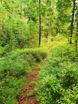Path in coniferous forest. 库存照片