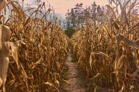 A path in the cornfield in a cloudy rainy day Stock Photos