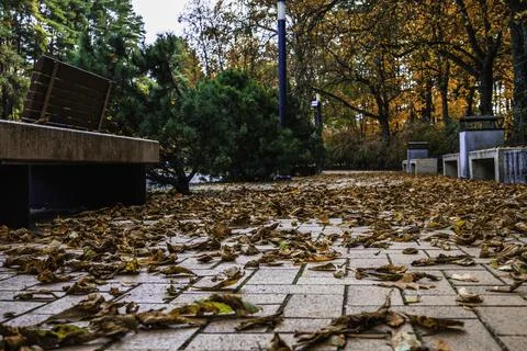 A path covered with autumn fallen leaves in the park Stock Photos