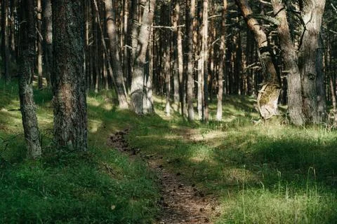 Path covered with cones and needles leading deep into green pine forest. Stock Photos