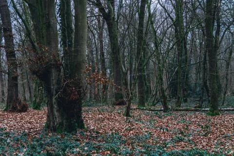 Path covered with dead leaves in the forest in autumn Stock Photos