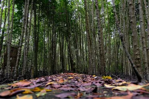 Path covered with fallen dry leaves in a dense mangrove forest Stock Photos