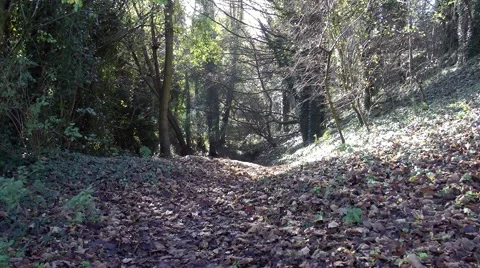 Path covered in fallen leaves autumn Stock Footage 47138353