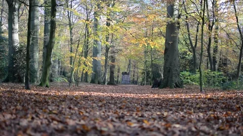 Path covered with fallen leaves in a park on a sunny autumn day, Netherlands Stock Footage 45829822