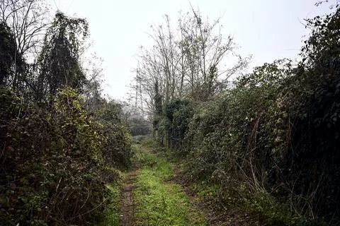 Path covered by foliage bordered by bare trees and a wall with ivy on a clo.. Stock Photos