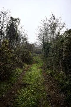 Path covered by foliage bordered by bare trees and a wall with ivy on a clo.. Stock Photos