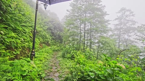 A path that is covered. Stock Footage 282795397