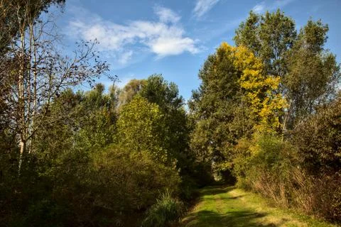 Path covered by grass and bordered by trees in a peat bog at morning in autum Stock Photos