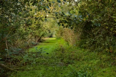 Path covered by grass and bordered by trees in a peat bog at morning in autum Stock Photos