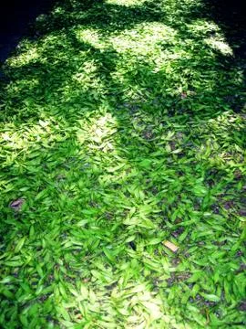 A path covered with green leaves Stock Photos