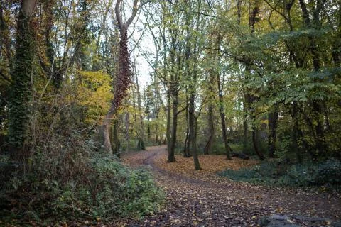 Path covered in leaves and surrounded by tall trees and plants Stock Photos