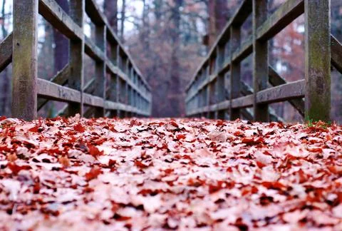 Path covered with leaves 库存照片