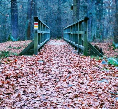 Path covered with leaves Stock Photos