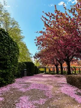 A path is covered in pink petals Stock-Fotos