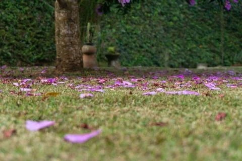 Path covered in pink petals Stock Photos
