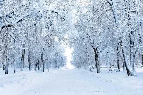 Path covered with a snow among tree branches in winter park. An atmospheric.. Stock Photos