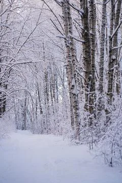 A path covered with snow in a winter forest Stock Photos