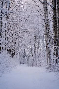 A path covered with snow in a winter forest Stock Photos