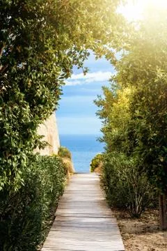 A path covered with wooden panels between the trees and bushes with a view to Stock Photos