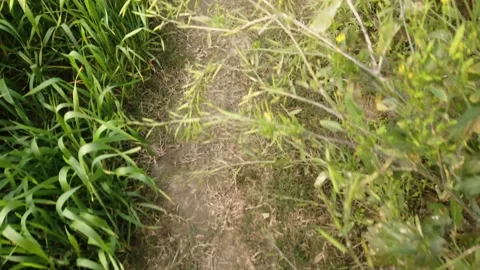 Path of Crop field (From Top) Stock Footage 171057089
