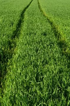 Path Into Crops Photos