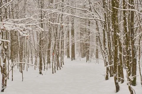 Path crossing forest snowfall after inside natural stand, Bialowieza Forest,  Stock Photos