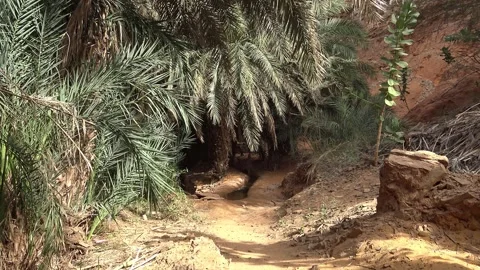 Path crossing Terjit oasis, Sahara, Mauritania Video stock 150214413