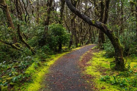 A path curves through a dark, moody forest of moss-covered trees Stock-Fotos