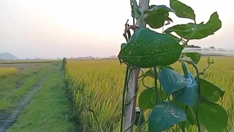 The path cuts through the vast expanse of rice fields. Stock Footage 341331983