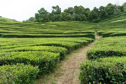 Path cutting through a hillside tea plantation on São Miguel Island Foto stock