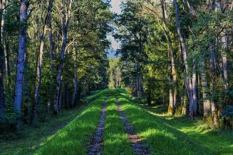 Path on a dam leads through a forest Stock Photos