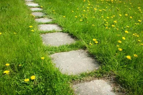 Path on dandelion field Stock Photos