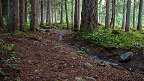 A path in a dark alpine forest in switzerland. Pine trees and rocks show Stock Photos