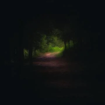 Path in dark forest with light at the end Stock Photos