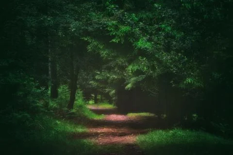 Path in the dark forest Stock Photos