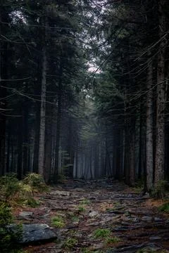 A path in dark forest. Stock Photos