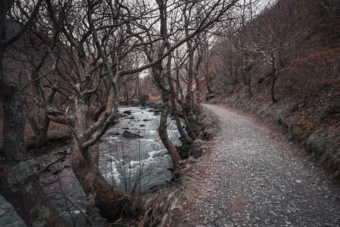 Path in dark forrest nex to the stream Stock Photos