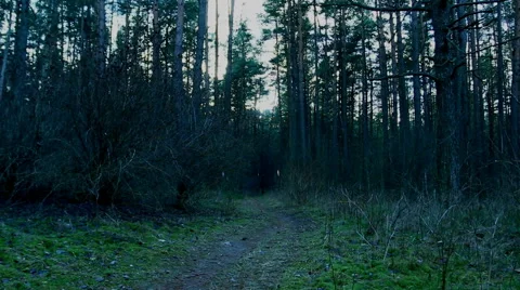 The path in the dark, gloomy forest. Stock Footage 60142516