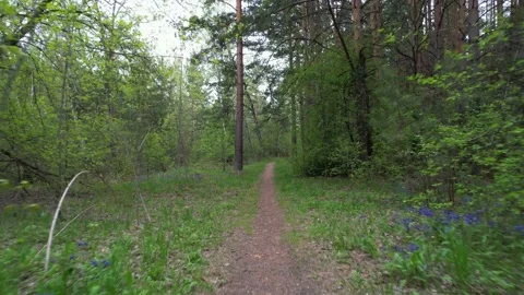 A path in a dark green forest, a video thriller pov, or for advertising tourist Stock Footage 155682178