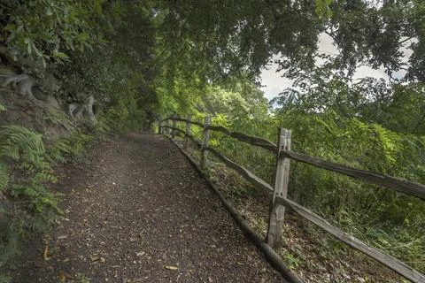 Path into the dark woods Stock-Fotos