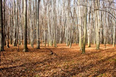The path in the deciduous forest among beeches Stock Photos