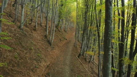 Path in the Deciduous Forest. Beech Alley Stock Footage 107128077