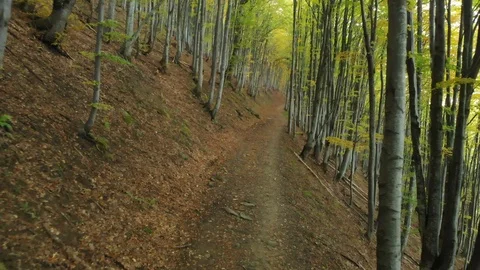 Path in the Deciduous Forest. Carpathian Mountains. Ukraine Stock Footage 107127386