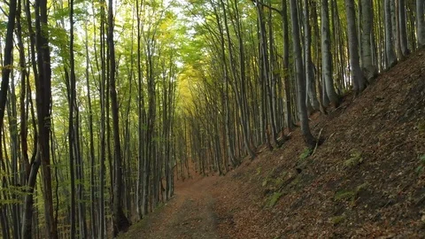 Path in the Deciduous Forest.Tourists are Walking Along the Path Stock Footage 107128009