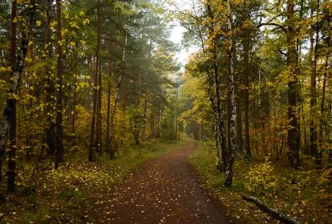 A path deep in the dense autumn forest in the morning Stock Photos